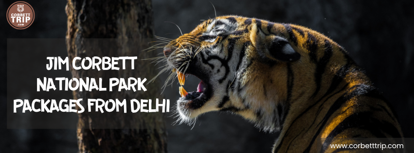 Jim Corbett National Park Packages from Delhi – Complete Travel Guide