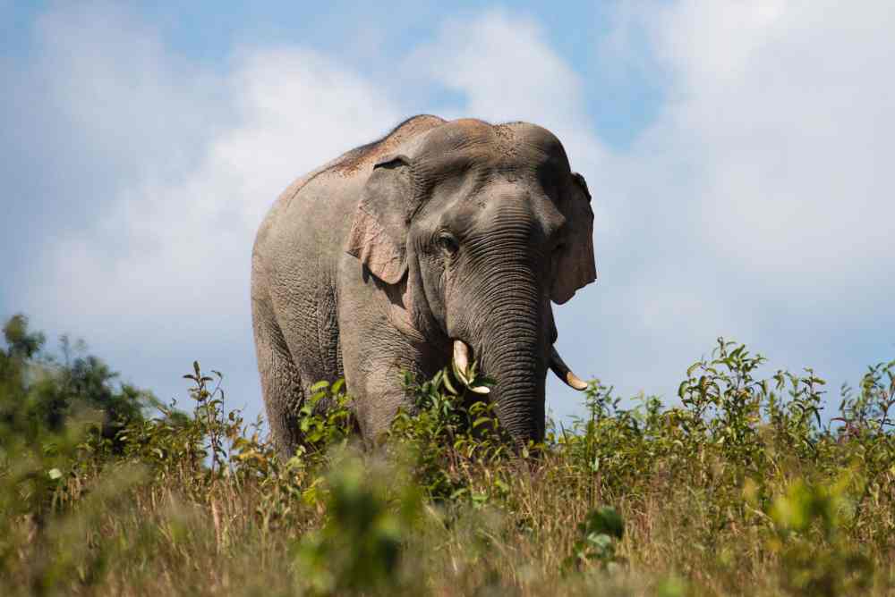Elephant Image