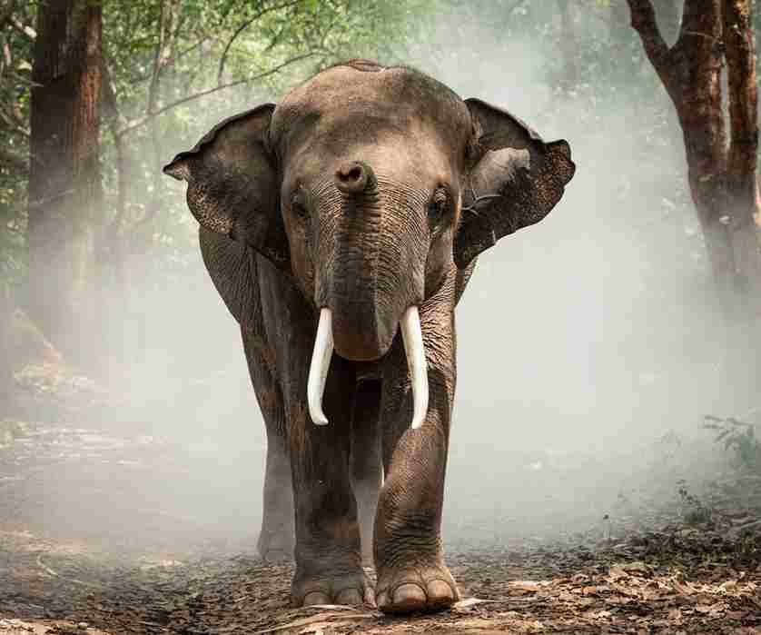 Asiatic Elephants