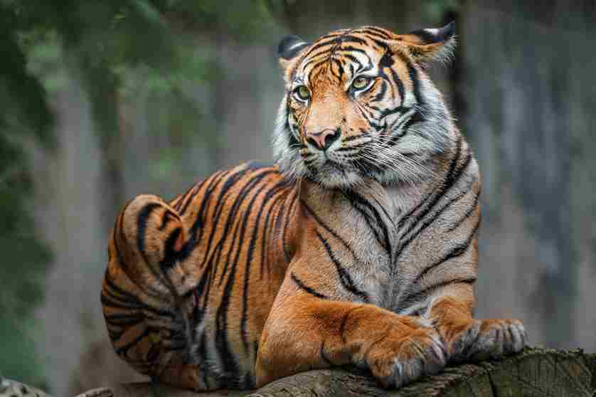 Royal Bengal Tiger in Corbett