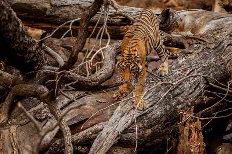 Corbett Weekend Tour