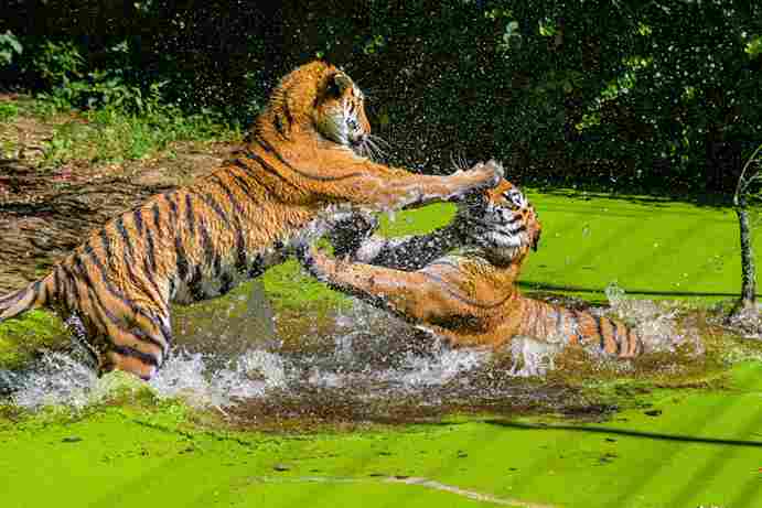 Corbett Holiday package