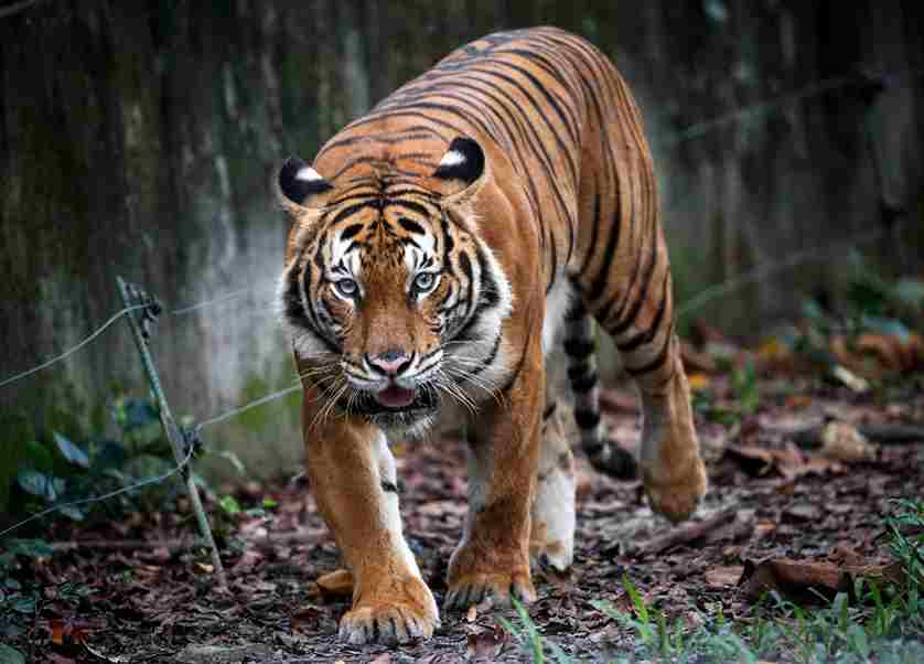 Tiger image