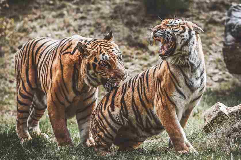 Tiger image