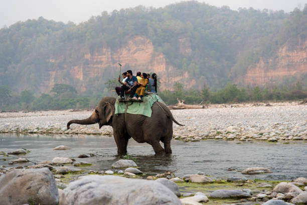 Elephant Safari