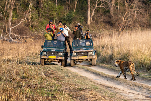 Gypsy Safari