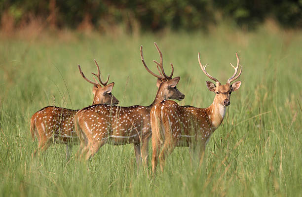 Corbett Holiday Tour