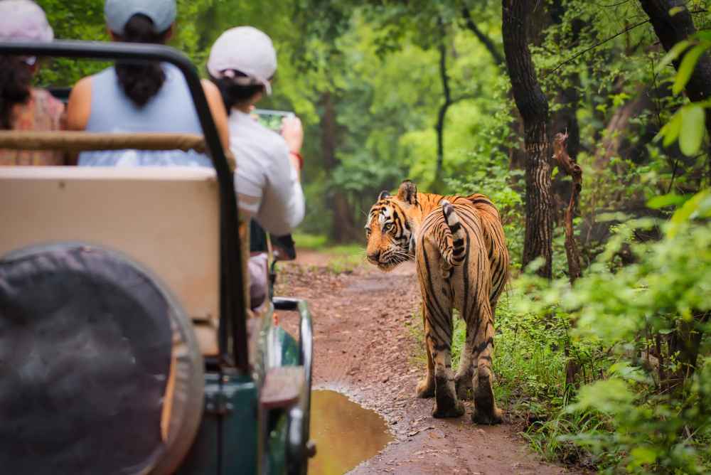 Tiger in Corbett
